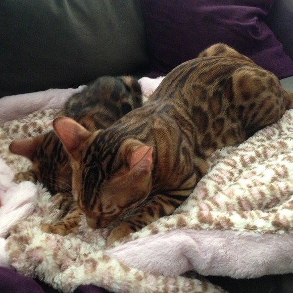 momofbengalcats